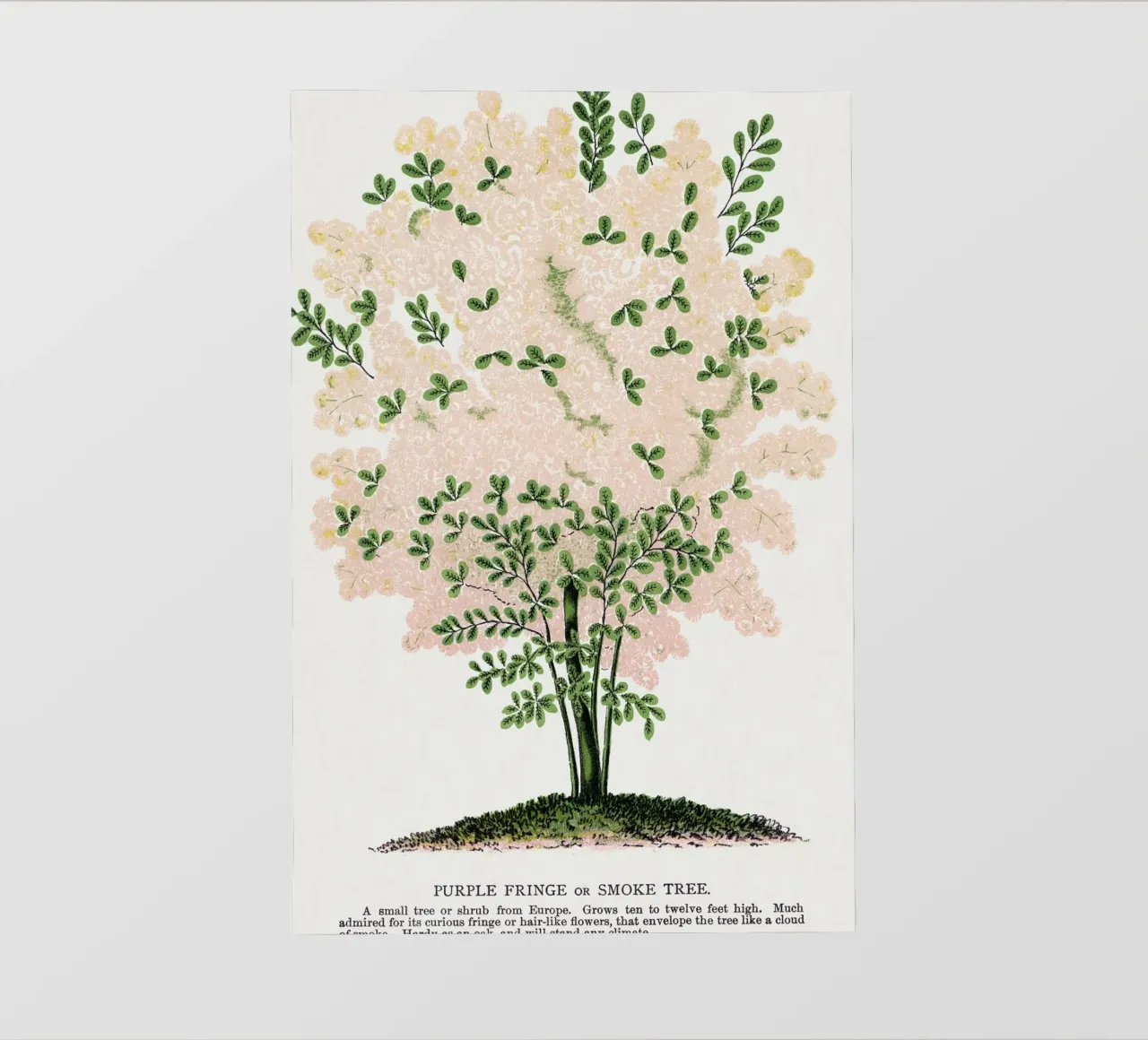 Purple Fringe tree pellicola backlit da vintageshop
