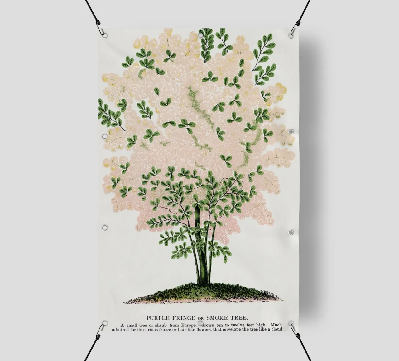 Purple Fringe tree telo in pvc da vintageshop