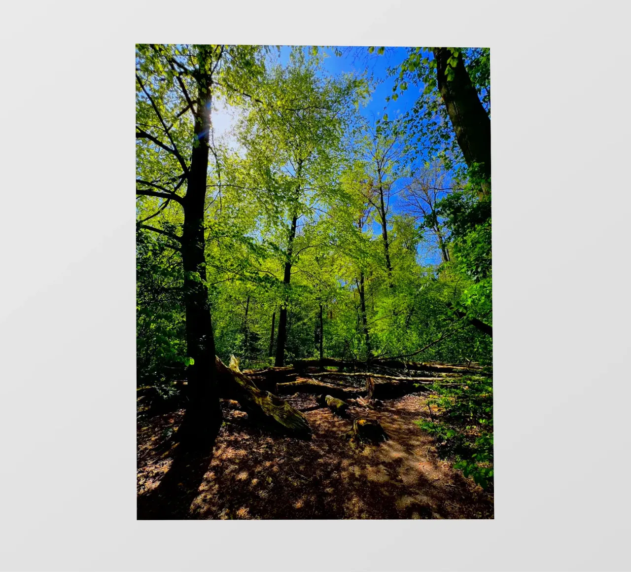 Foresta di Amsterdam pellicola backlit da RealLifeMoments