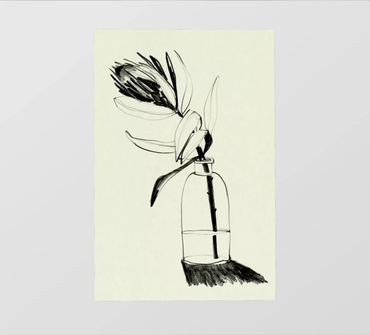 Protea pellicola backlit da Ekaterina Koroleva