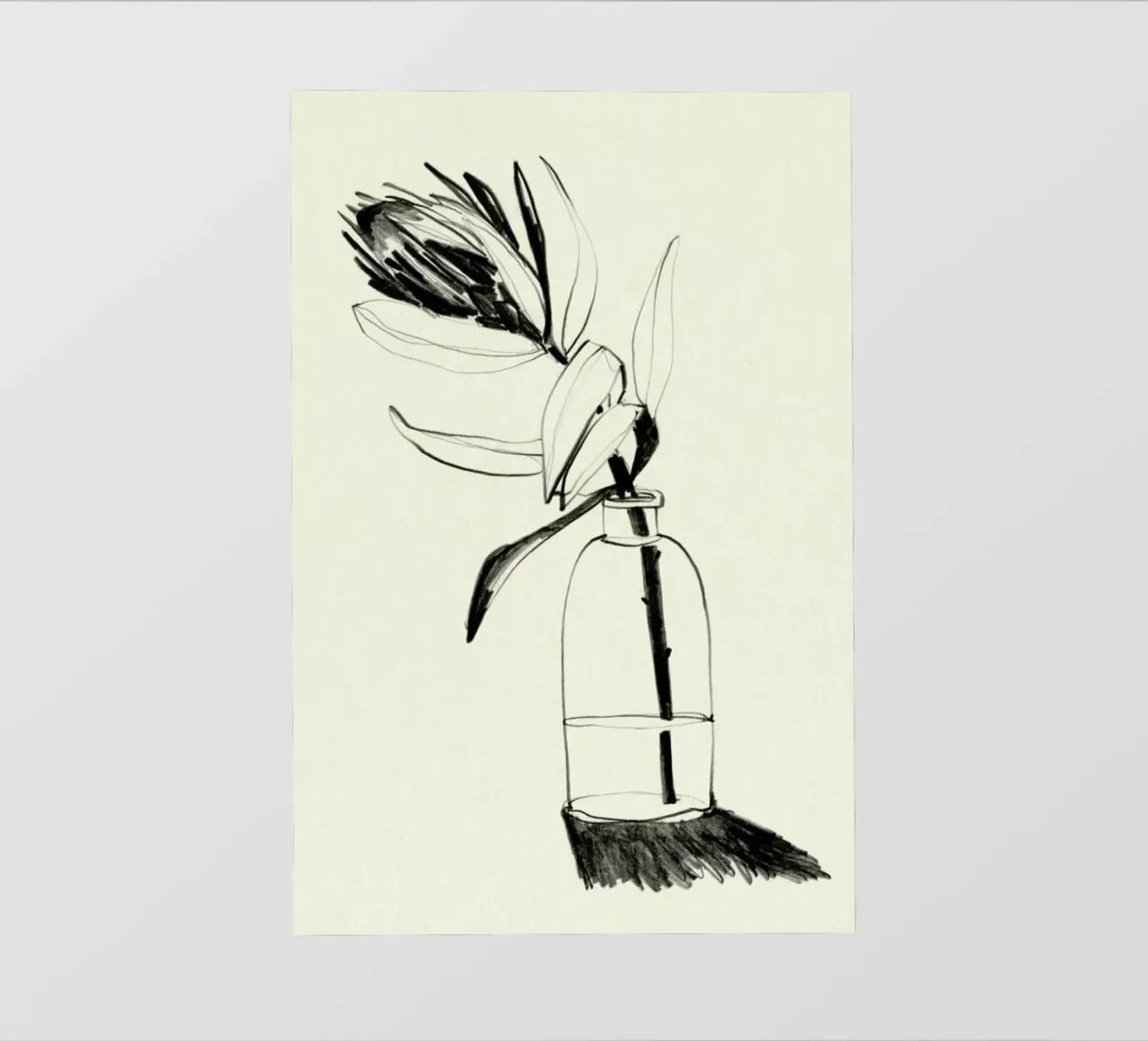 Protea pellicola backlit da Ekaterina Koroleva