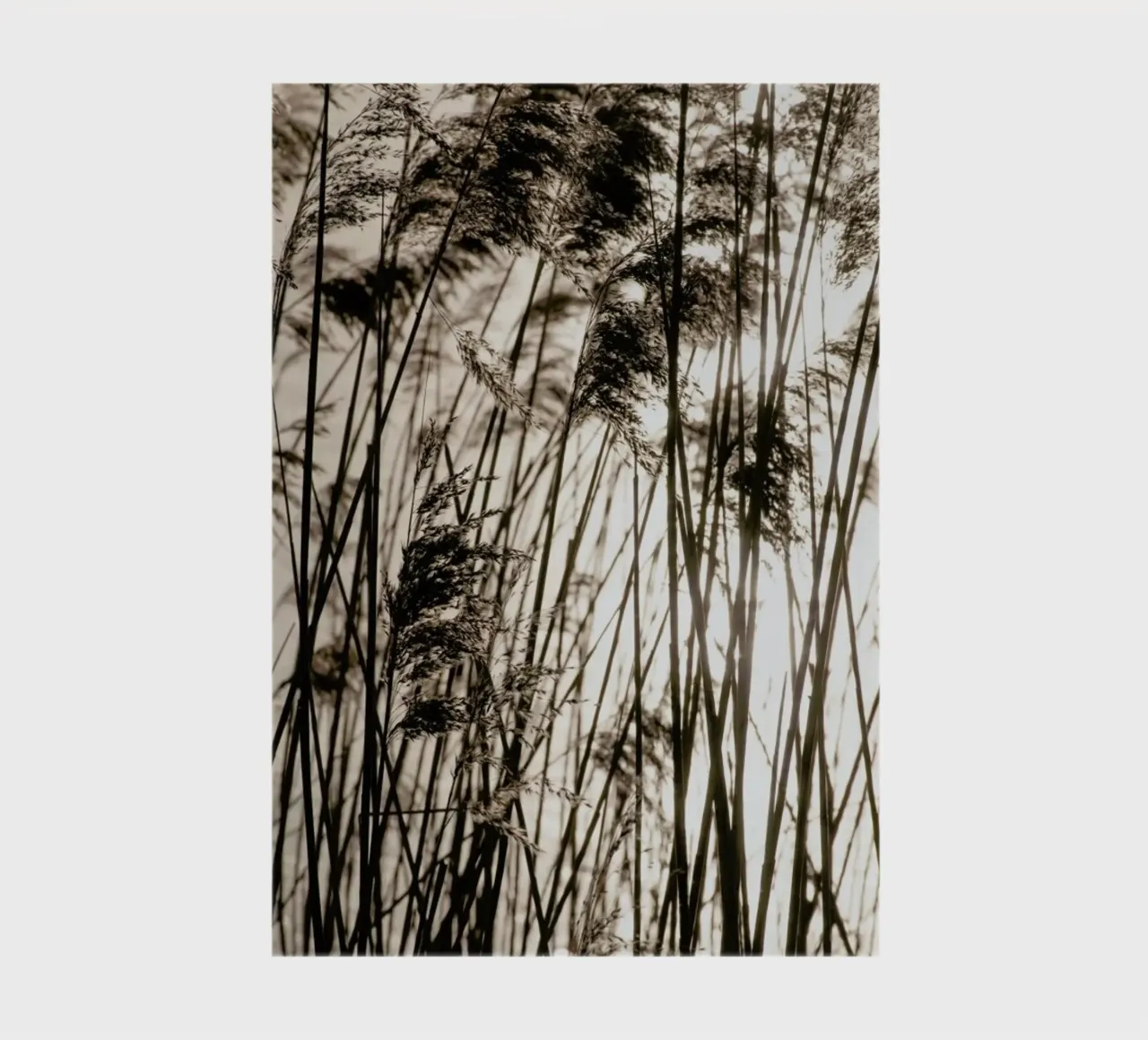 Grasses In The Golden Sunset notebook by Studio Nahili