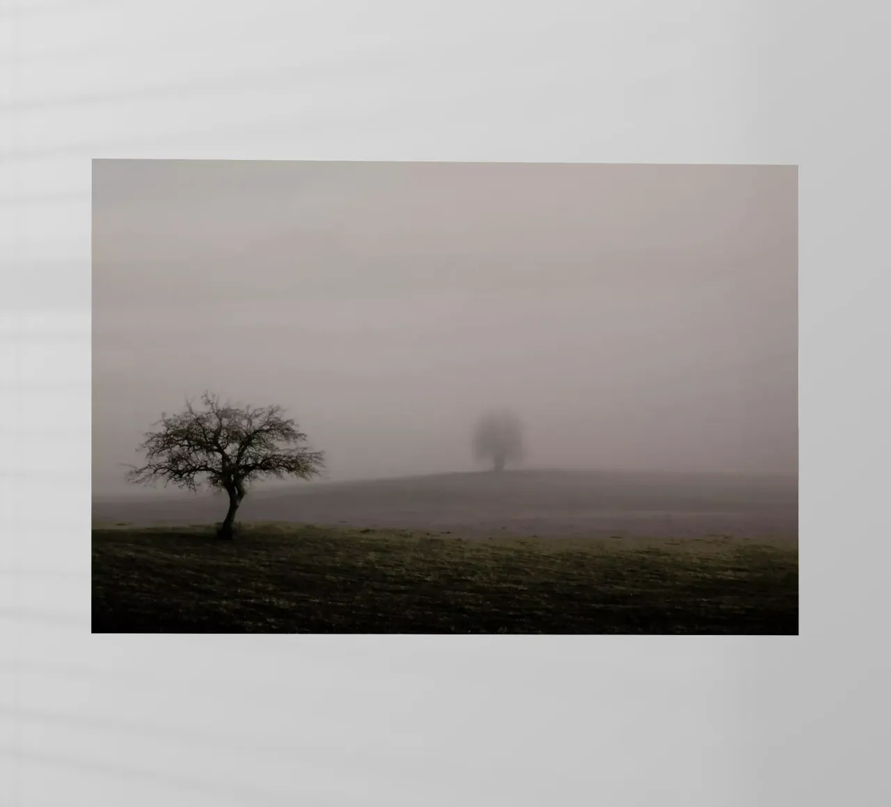 Moody Trees Brown - Bäume im Morgennebel pellicola backlit da Monika Strigel