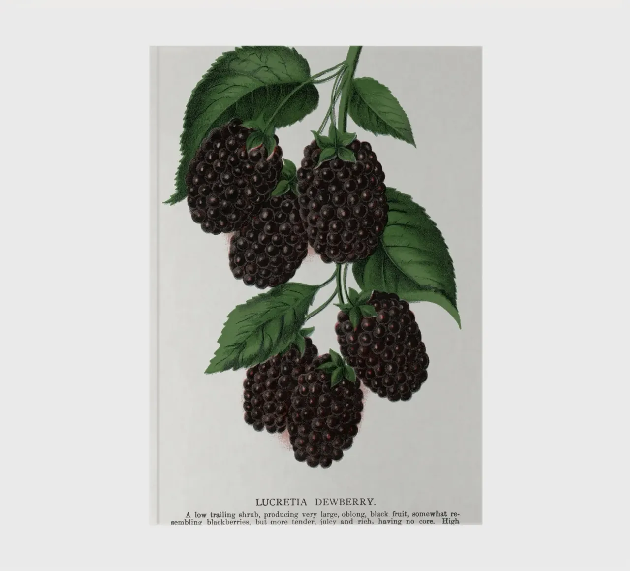 Lucretia Dewberry notebook by vintageshop