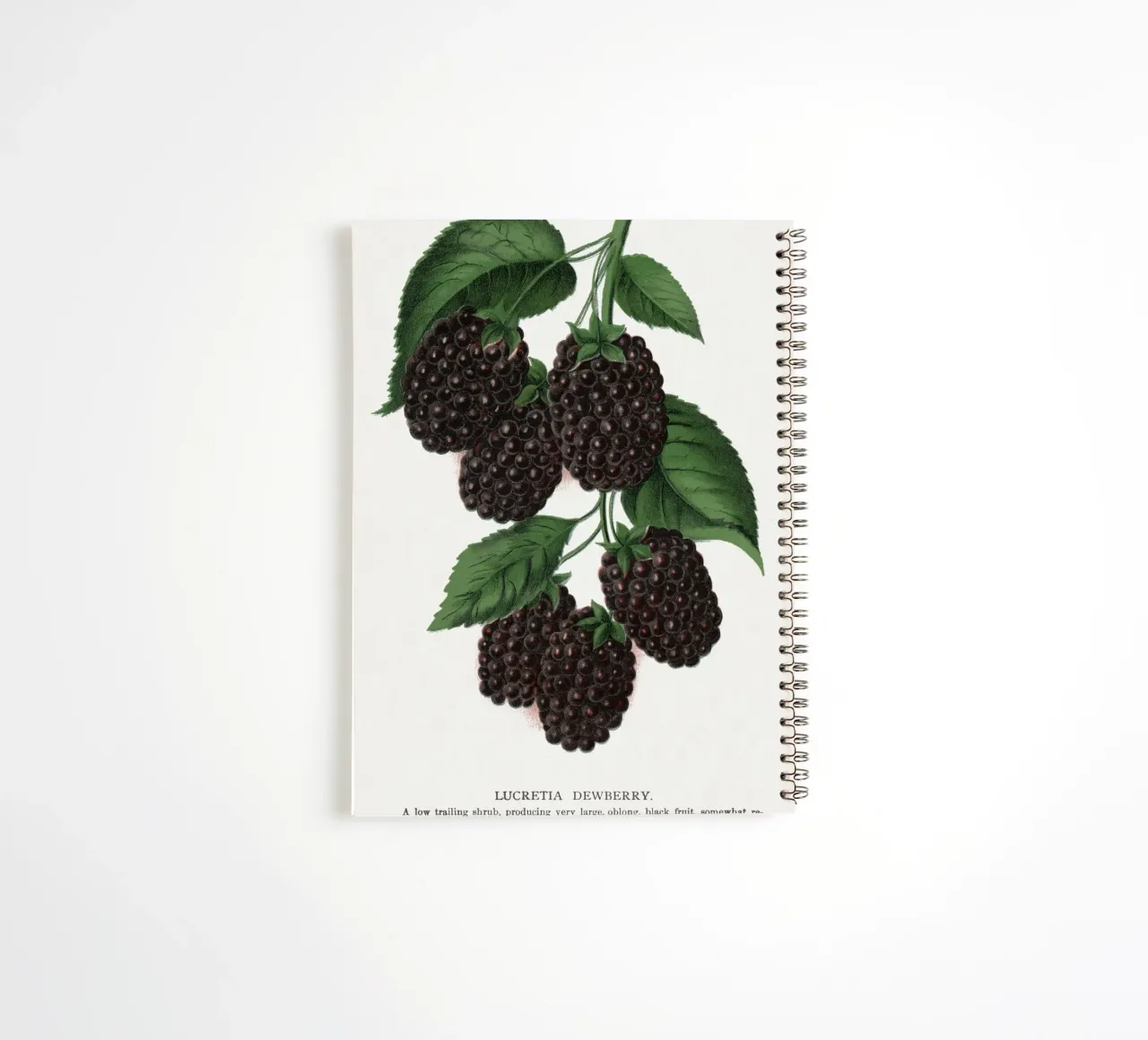 Lucretia Dewberry spiral notebook by vintageshop