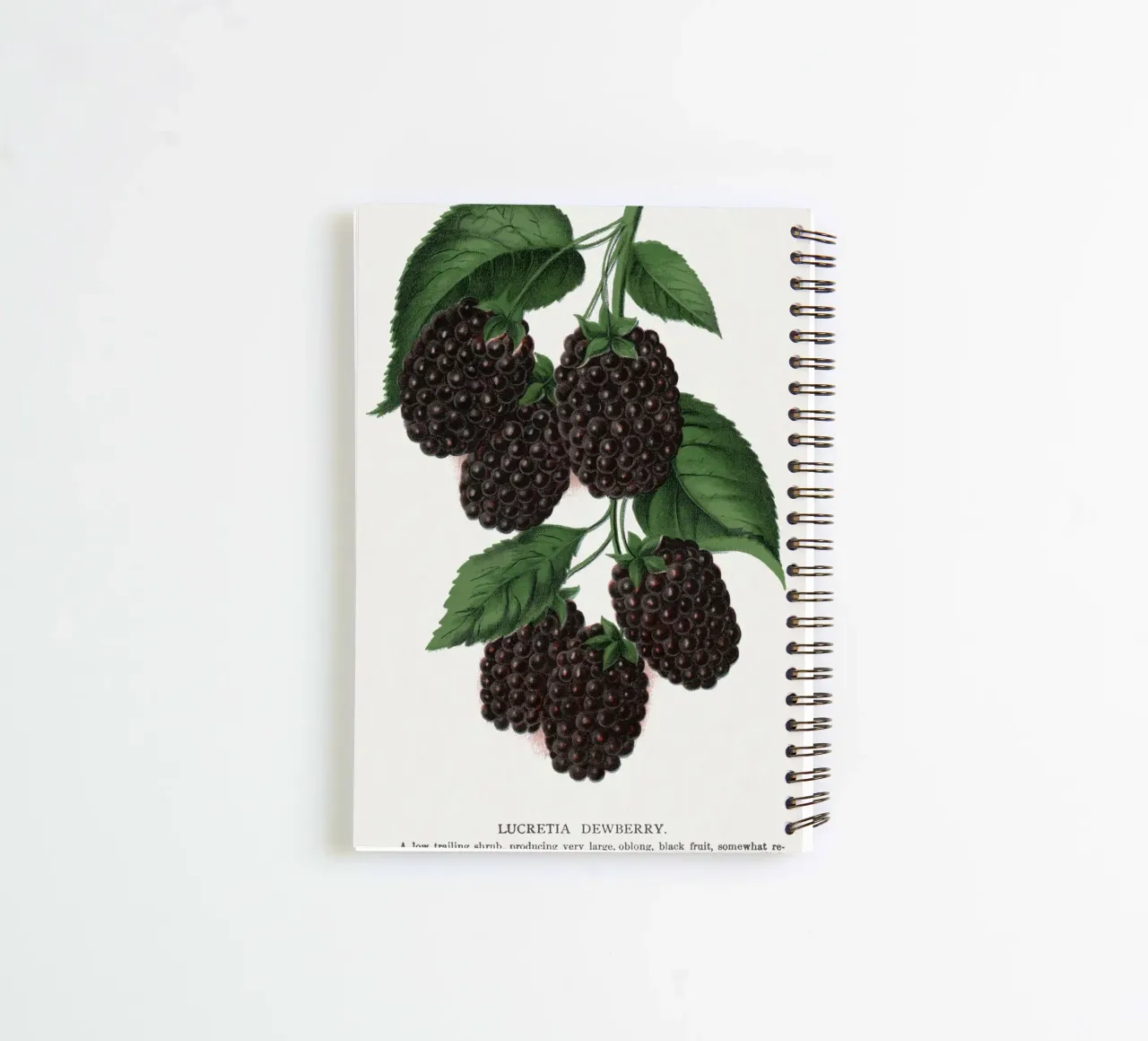 Lucretia Dewberry spiral notebook by vintageshop