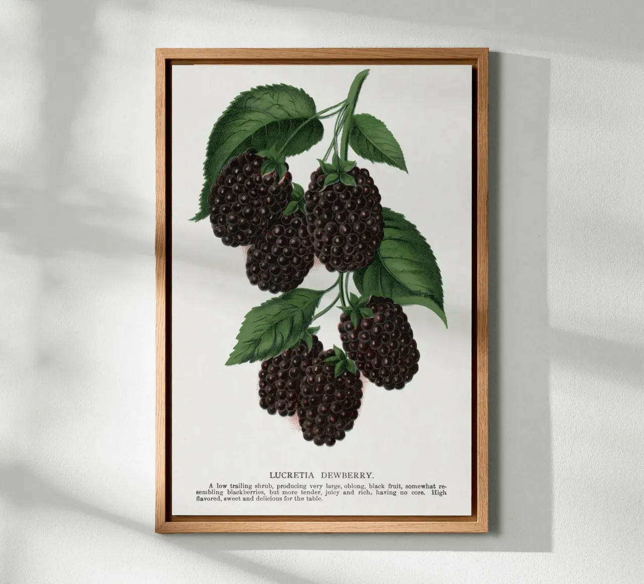 Lucretia Dewberry Leinwand von vintageshop