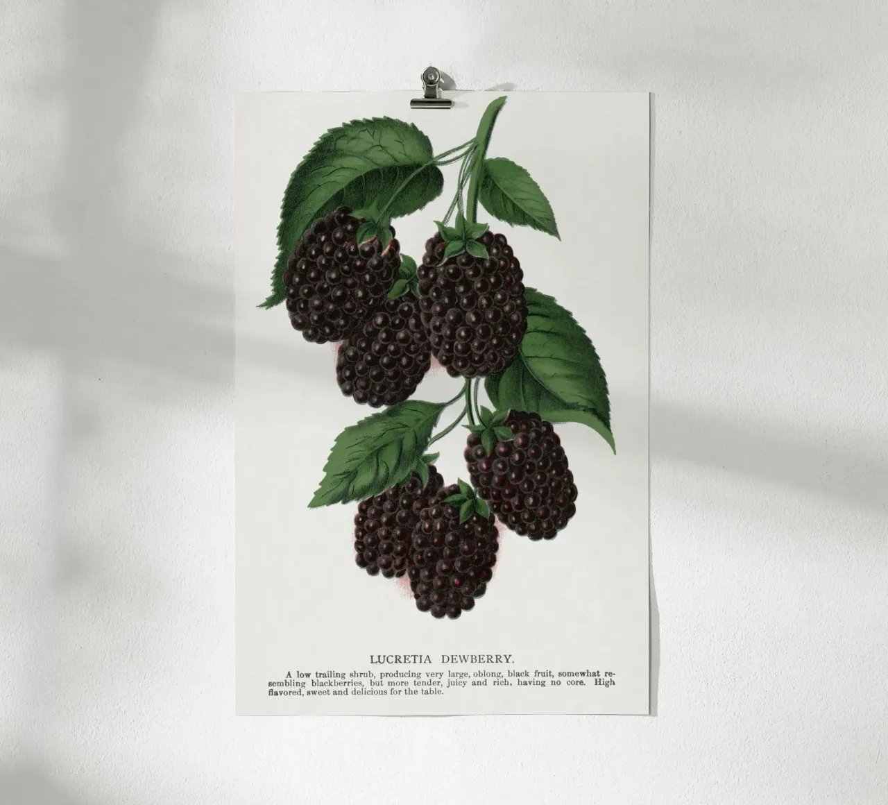 Lucretia Dewberry poster by vintageshop