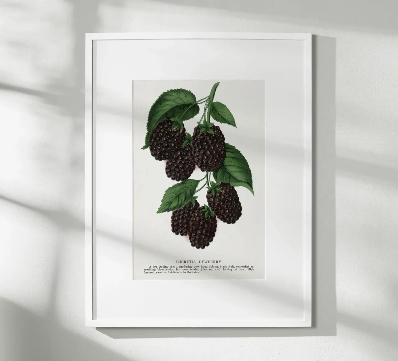 Lucretia Dewberry poster by vintageshop