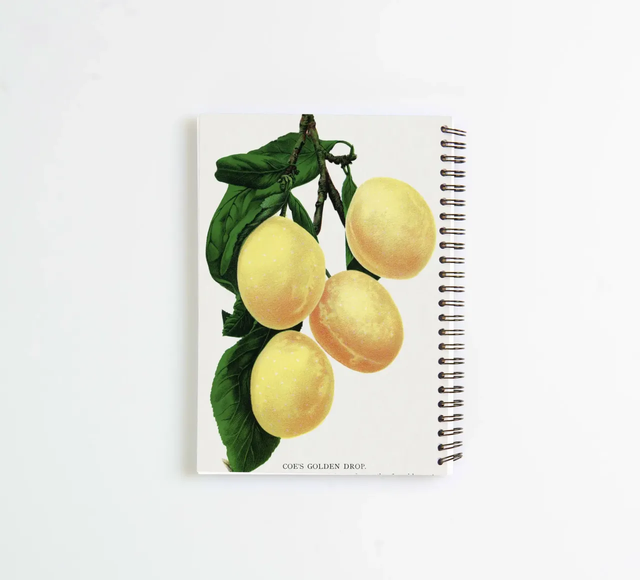 Coe's Golden Drop plum spiral notebook by vintageshop