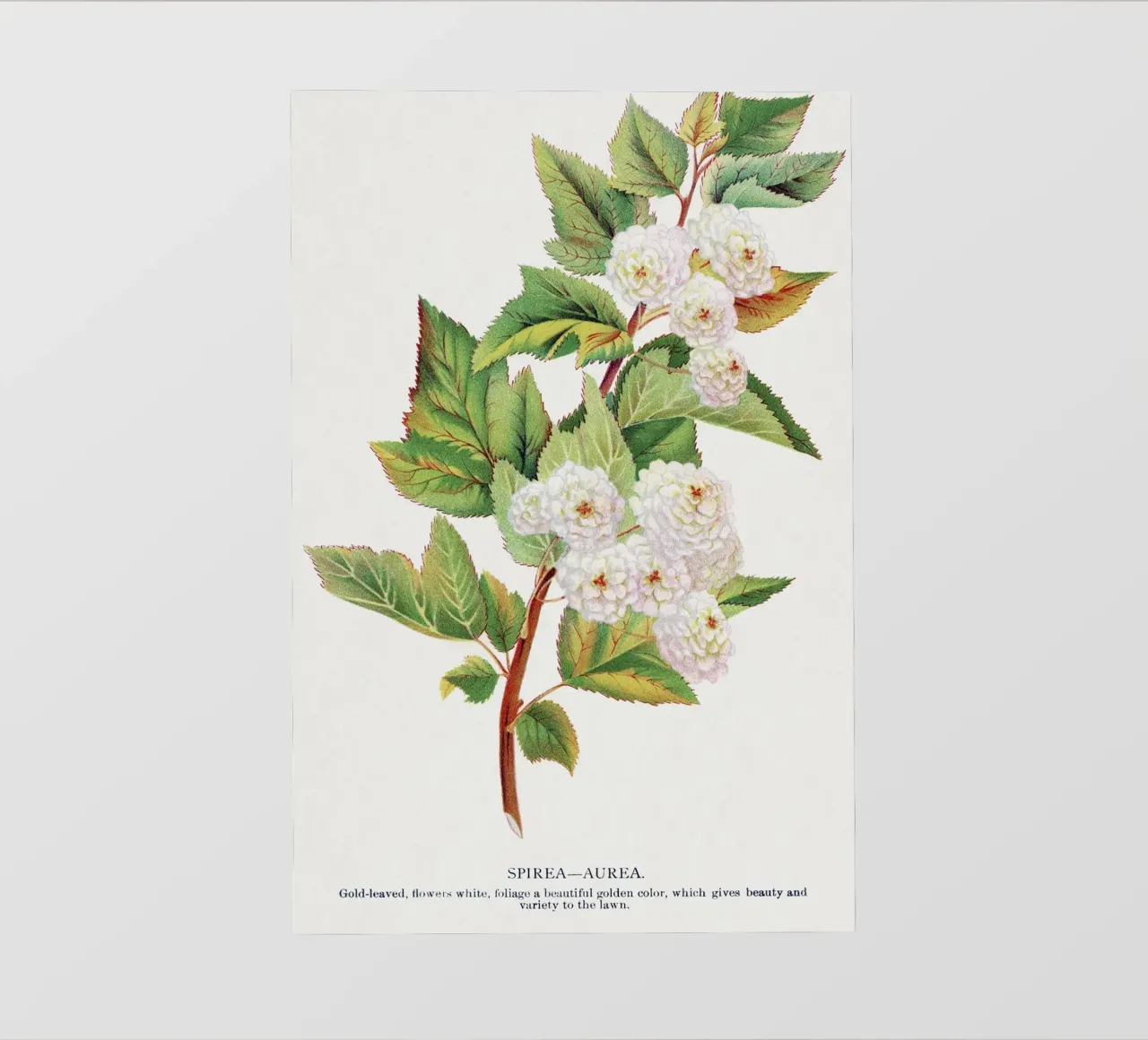 Spirea Aurea flowers telo in pvc da vintageshop