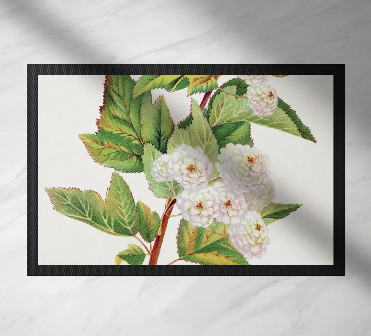 Spirea Aurea flowers zerbino da vintageshop
