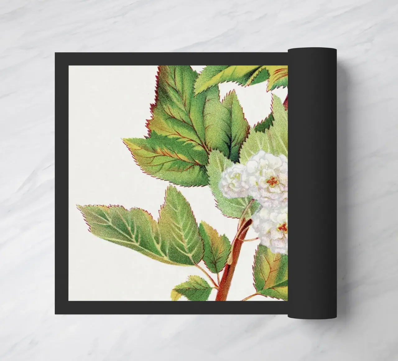 Spirea Aurea flowers zerbino da vintageshop
