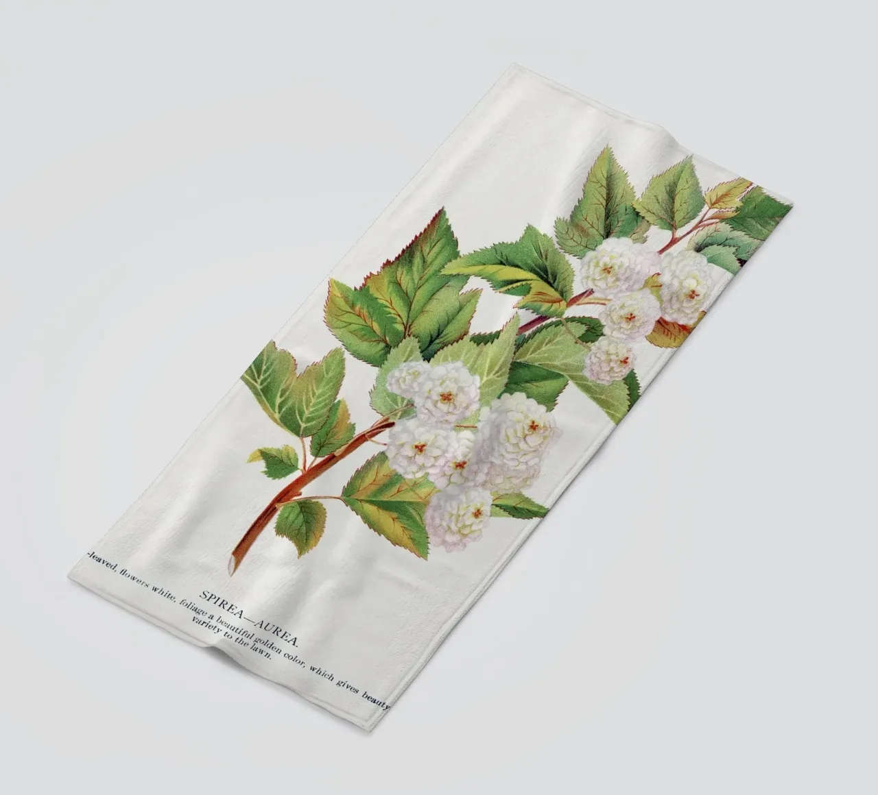 Spirea Aurea flowers telo mare da vintageshop