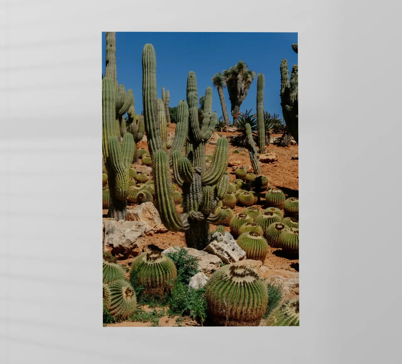 cactus piante del deserto pellicola backlit da Earthly Visions