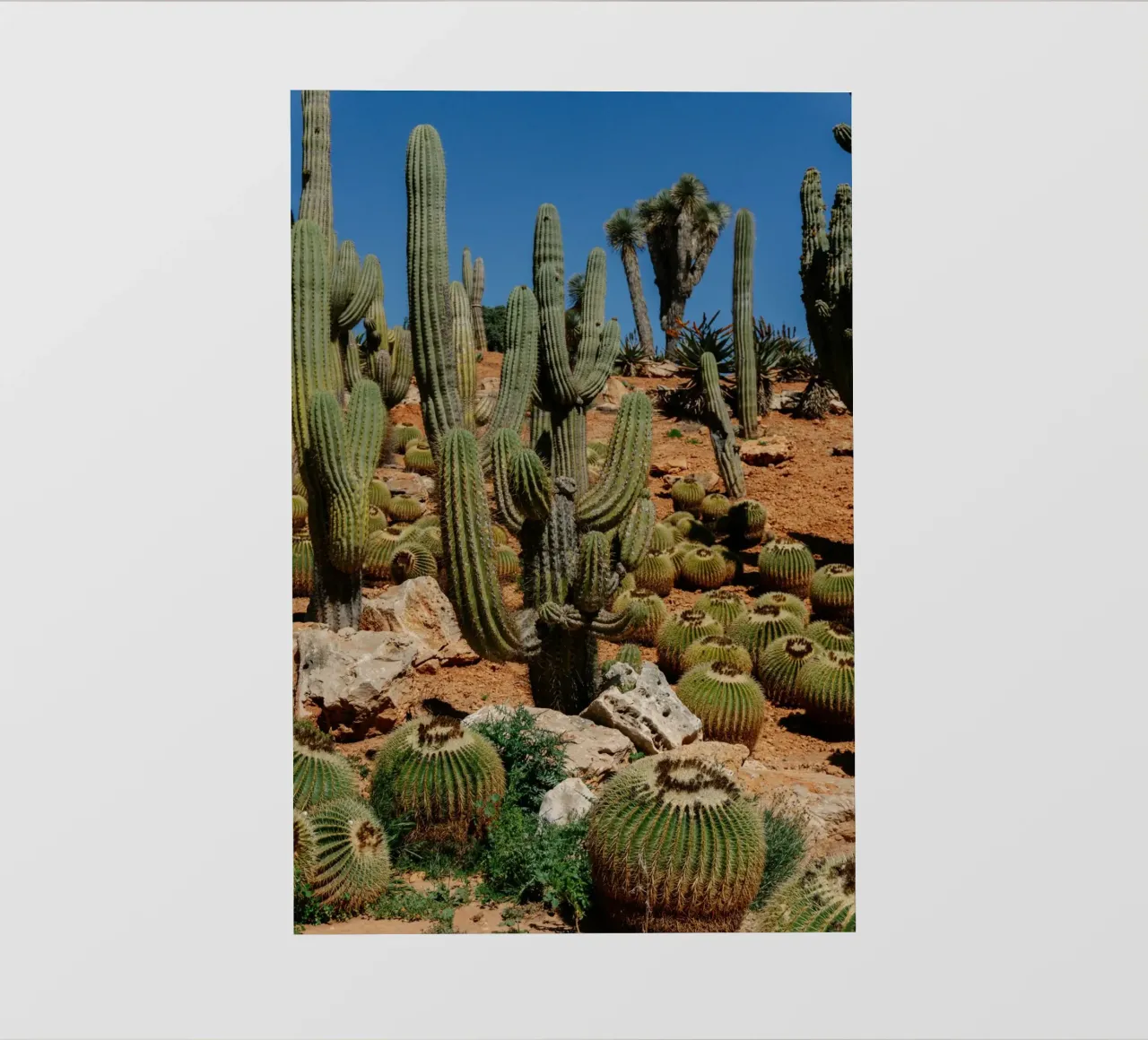 cactus piante del deserto pellicola backlit da Earthly Visions