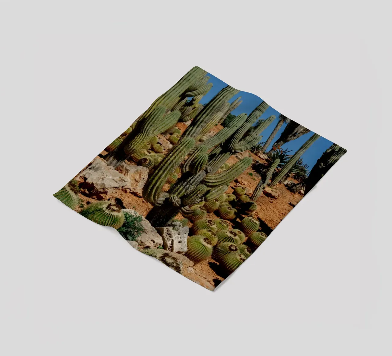 cactus piante del deserto coperta in pile da Earthly Visions