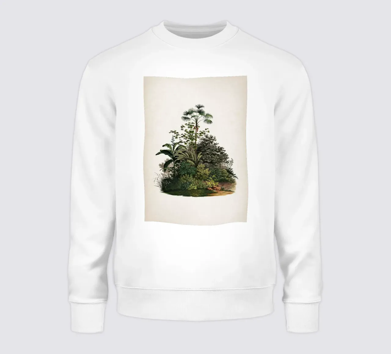 Vintage Martius 4 Mauritia Aculeata felpa da Vintage Print Collection