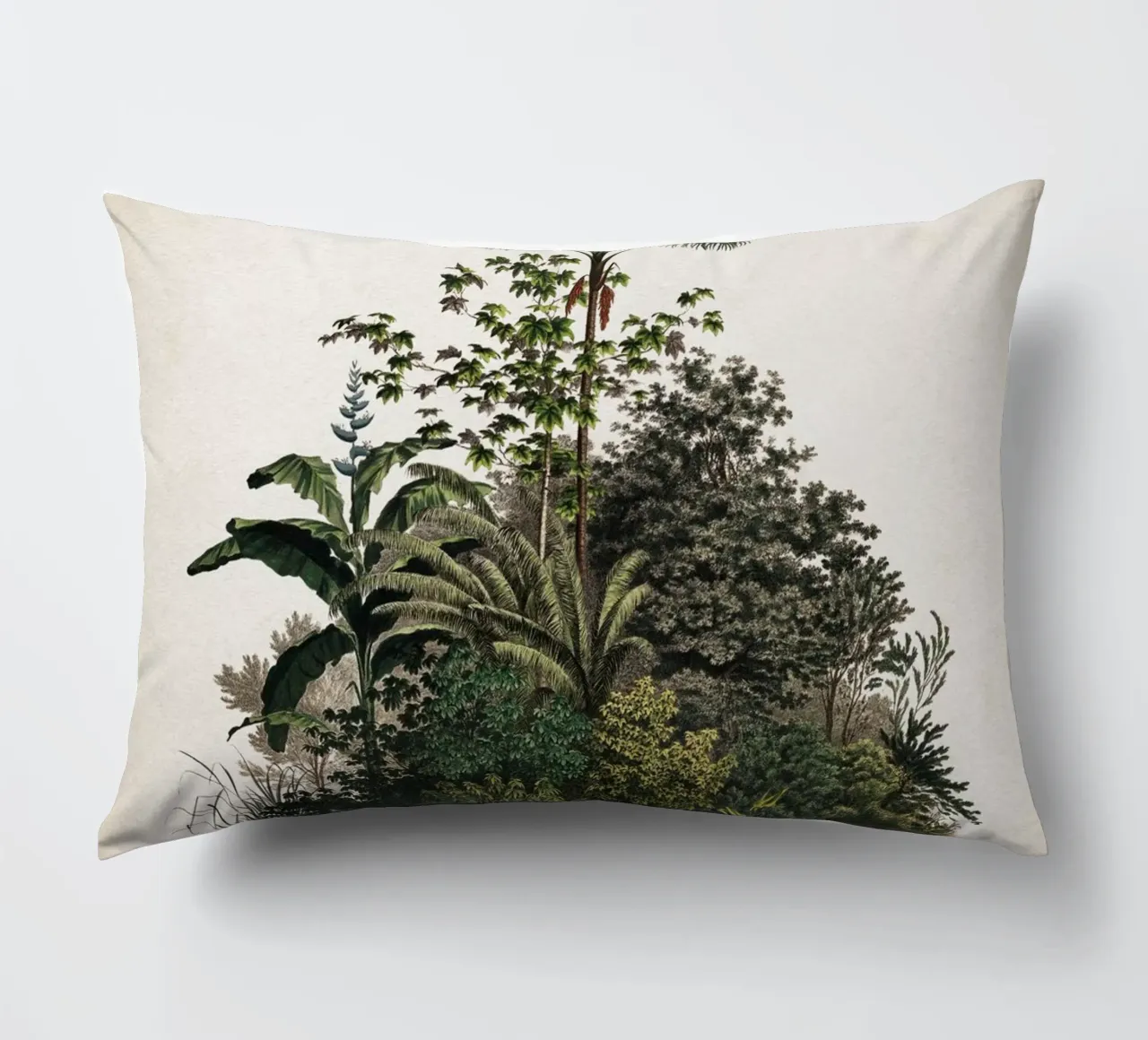 Vintage Martius 4 Mauritia Aculeata cuscino da Vintage Print Collection