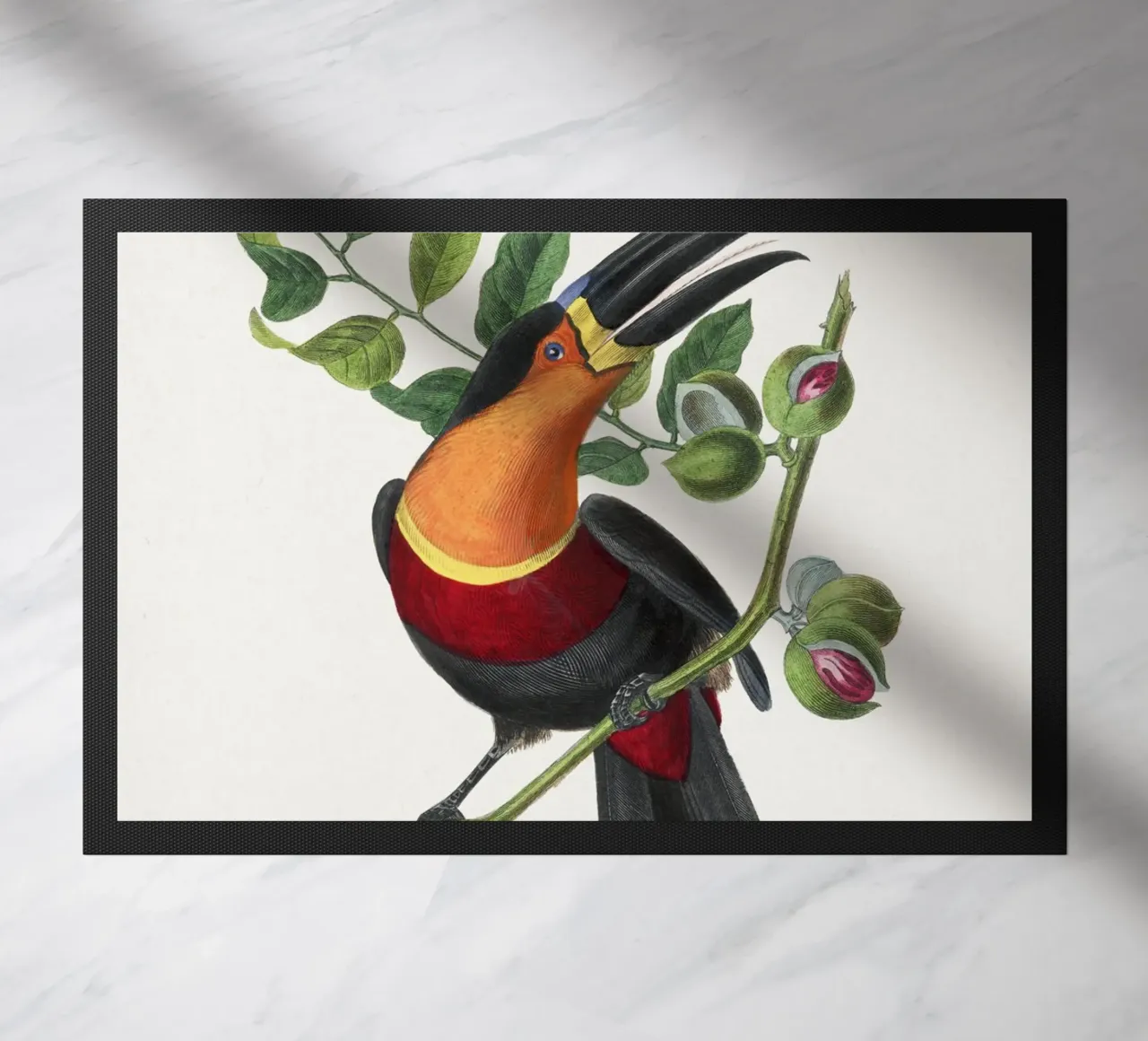 Channel billed toucan bird painting zerbino da vintageshop