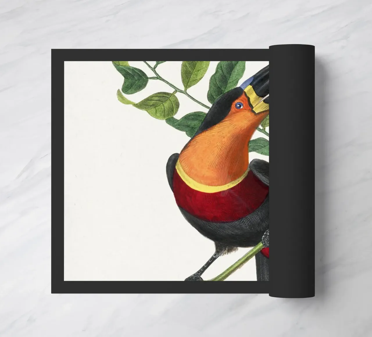 Channel billed toucan bird painting zerbino da vintageshop