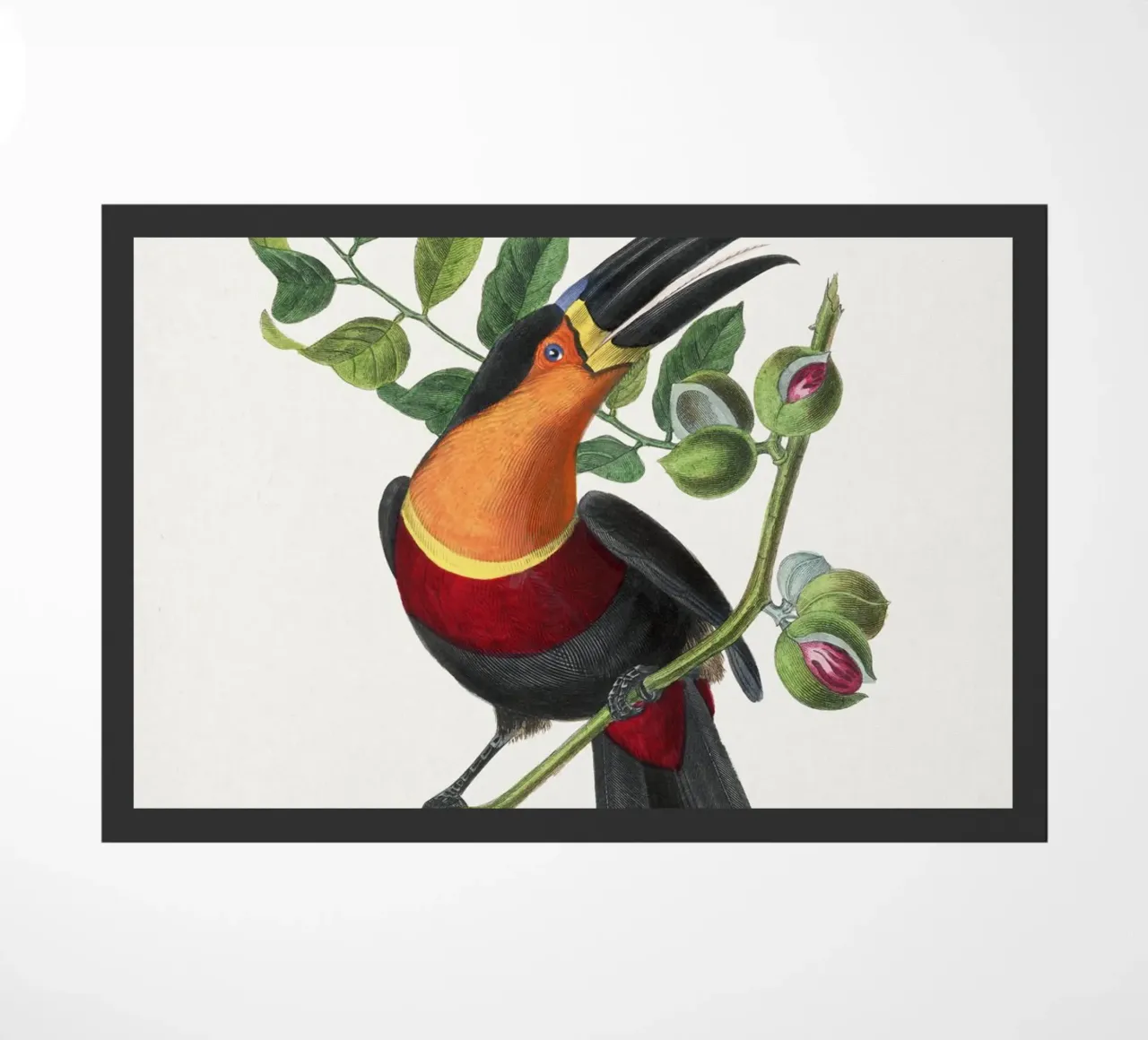 Channel billed toucan bird painting zerbino da vintageshop