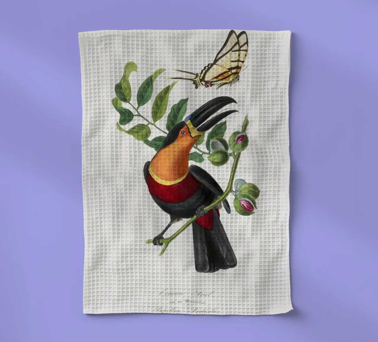 Channel billed toucan bird painting canovaccio da cucina da vintageshop
