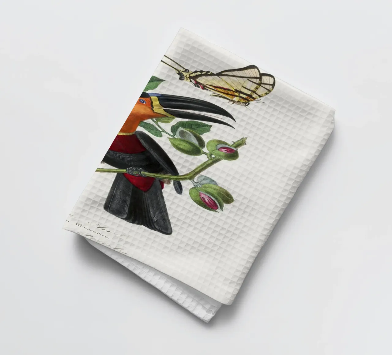 Channel billed toucan bird painting canovaccio da cucina da vintageshop