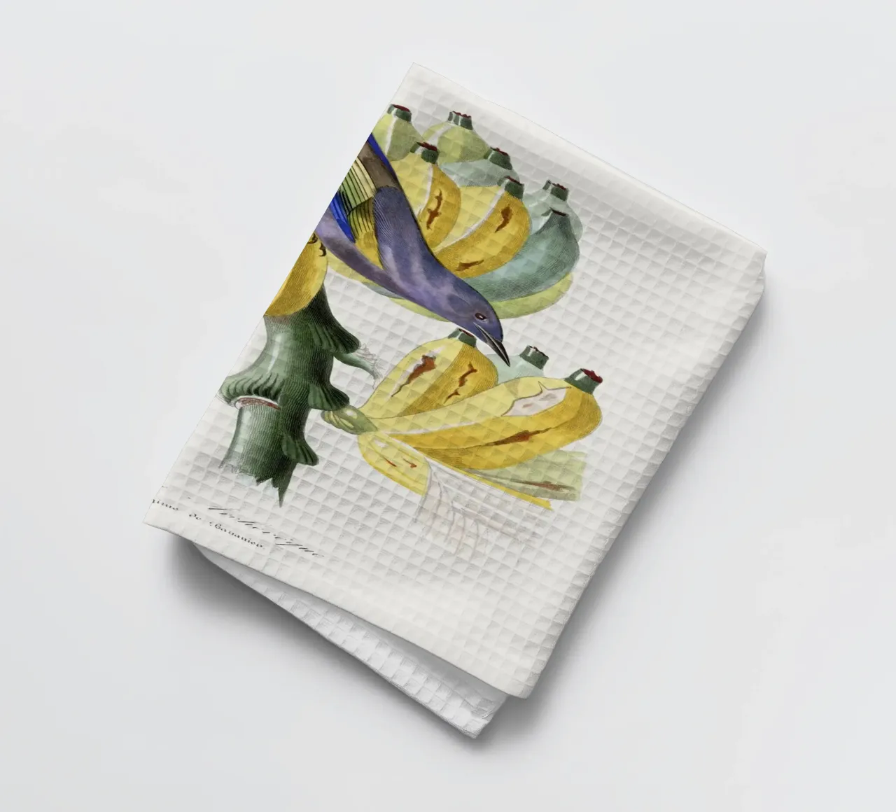 Tachyphone archeveque bird painting paño de cocina de vintageshop