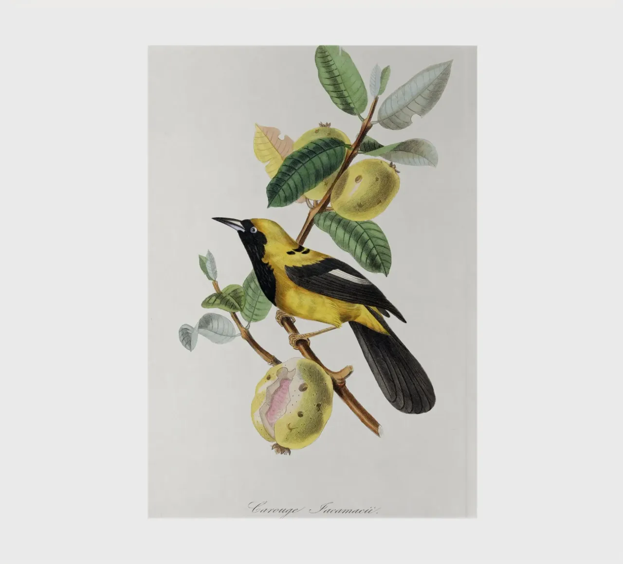 Jacamar bird painting. notebook by vintageshop