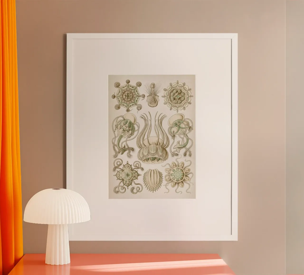Vintage Haeckel 3 Tafel 16 Spangenquallen hahnemühle de Vintage Print Collection
