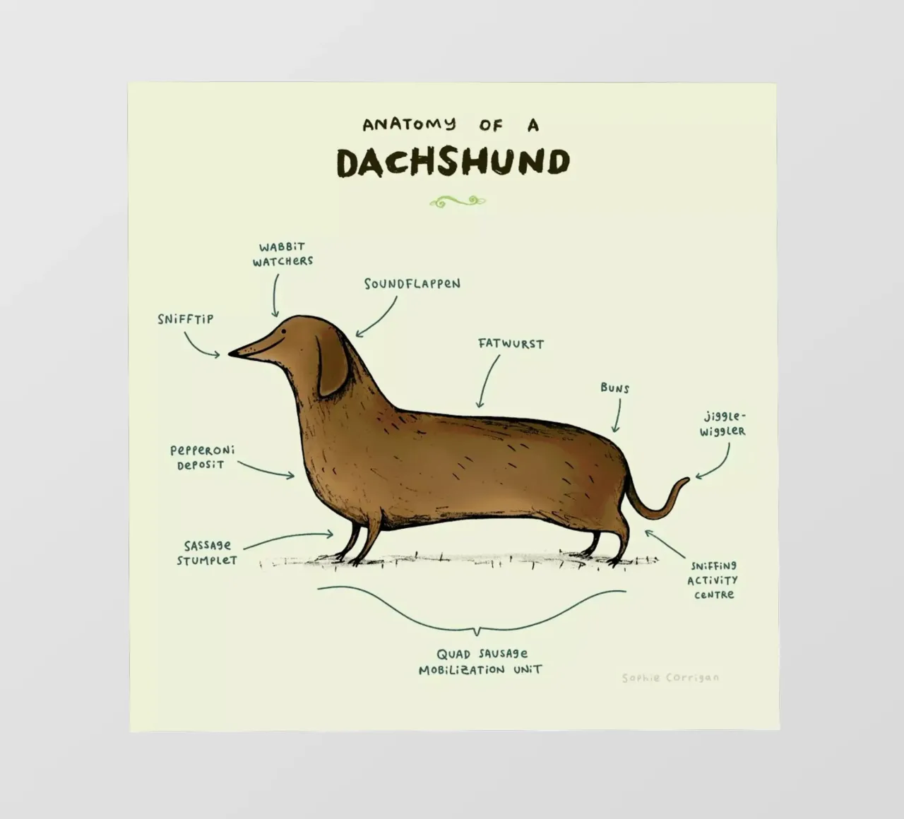 Anatomy Of A Dachshund pellicola backlit da Sophie Corrigan