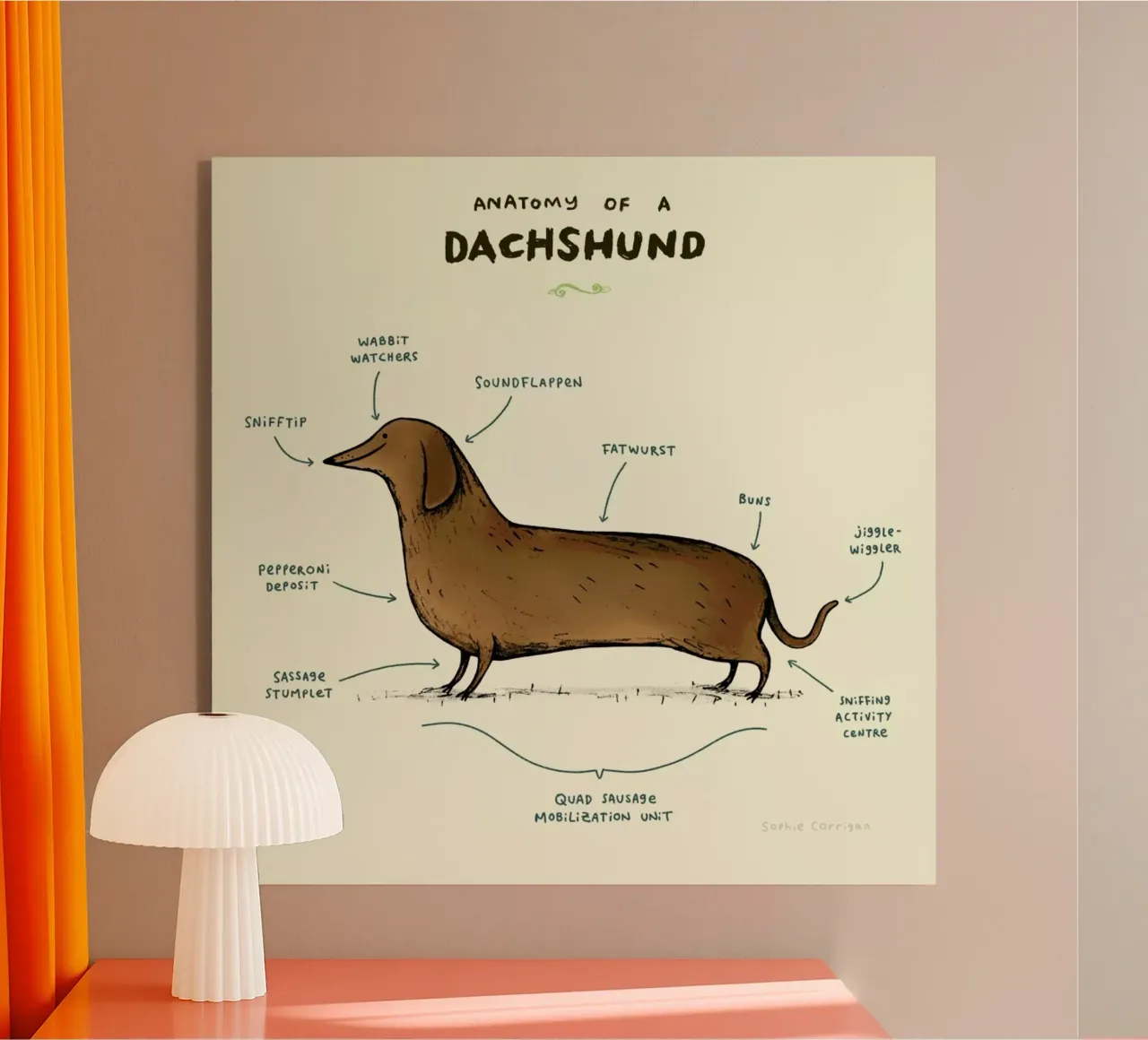 Anatomy Of A Dachshund acrylic glass by Sophie Corrigan