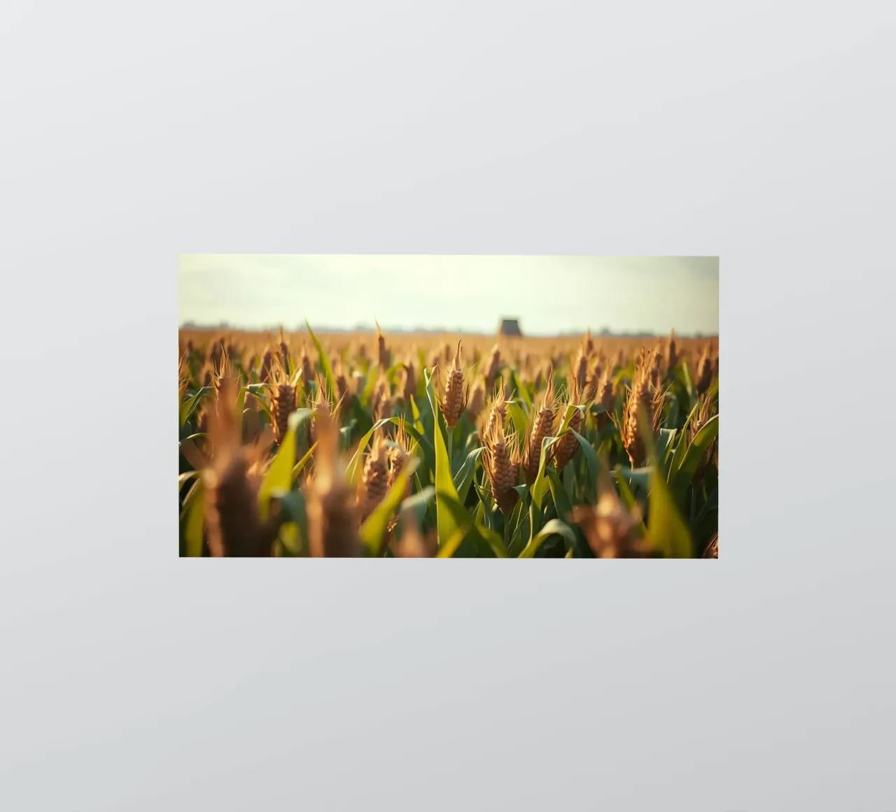 Un campo di grano dorato si estende sotto un cielo limpido adesivo da DesignDoodle