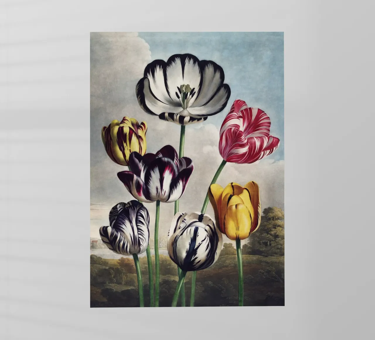 Vintage Thornton 5 Tulips pellicola backlit da Vintage Print Collection