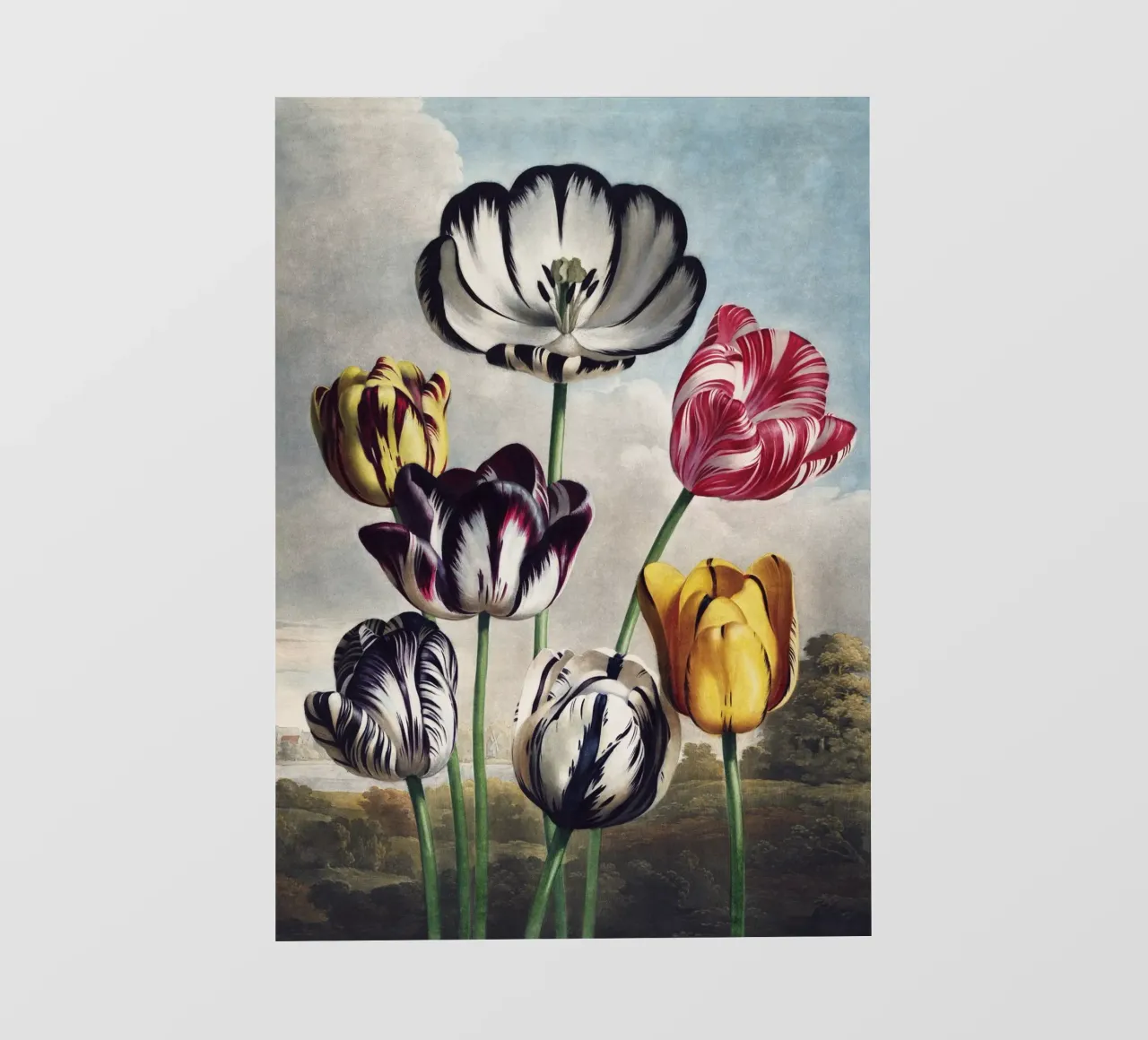 Vintage Thornton 5 Tulips pellicola backlit da Vintage Print Collection
