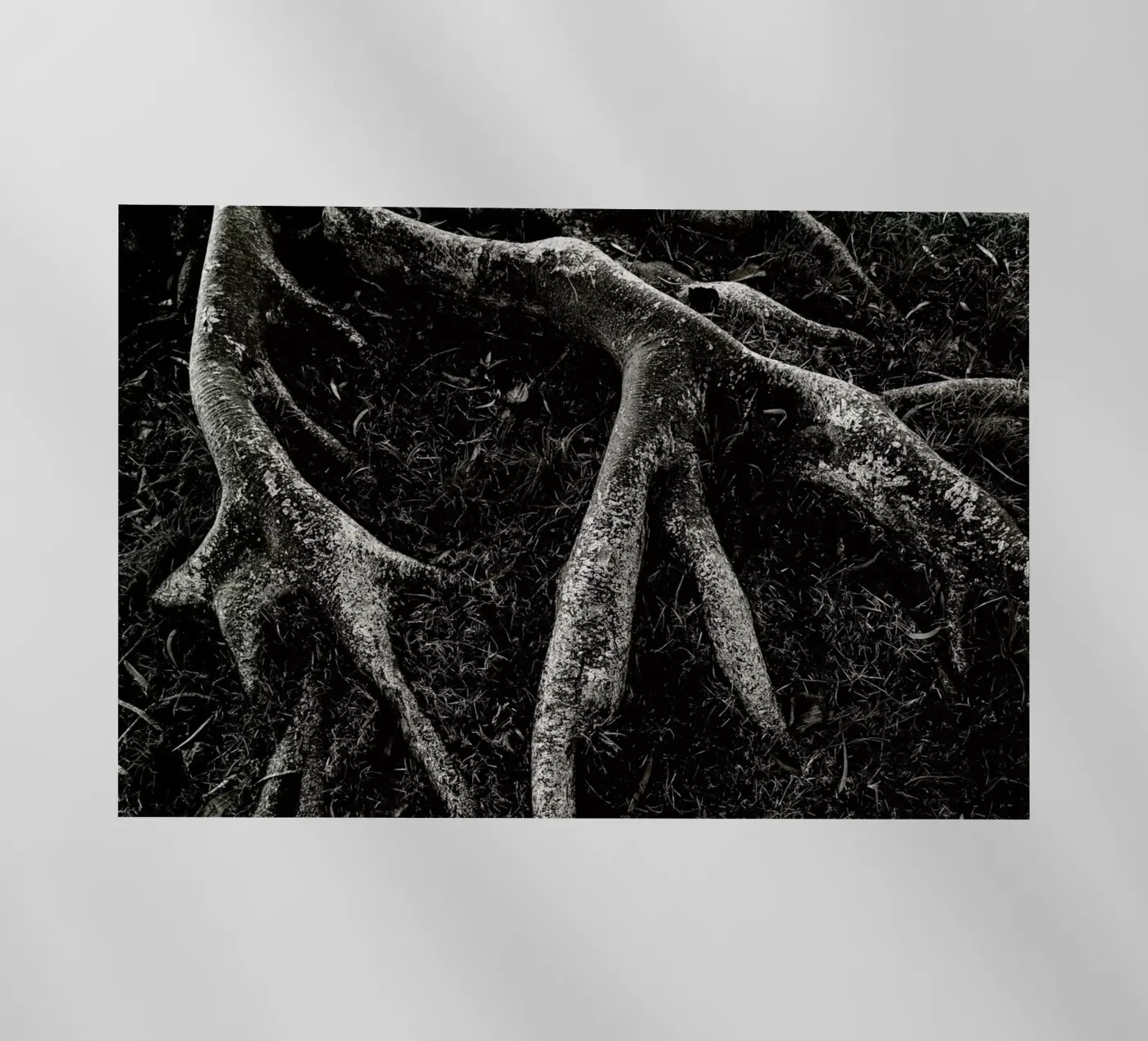 Roots II pellicola backlit da Tal Paz-Fridman