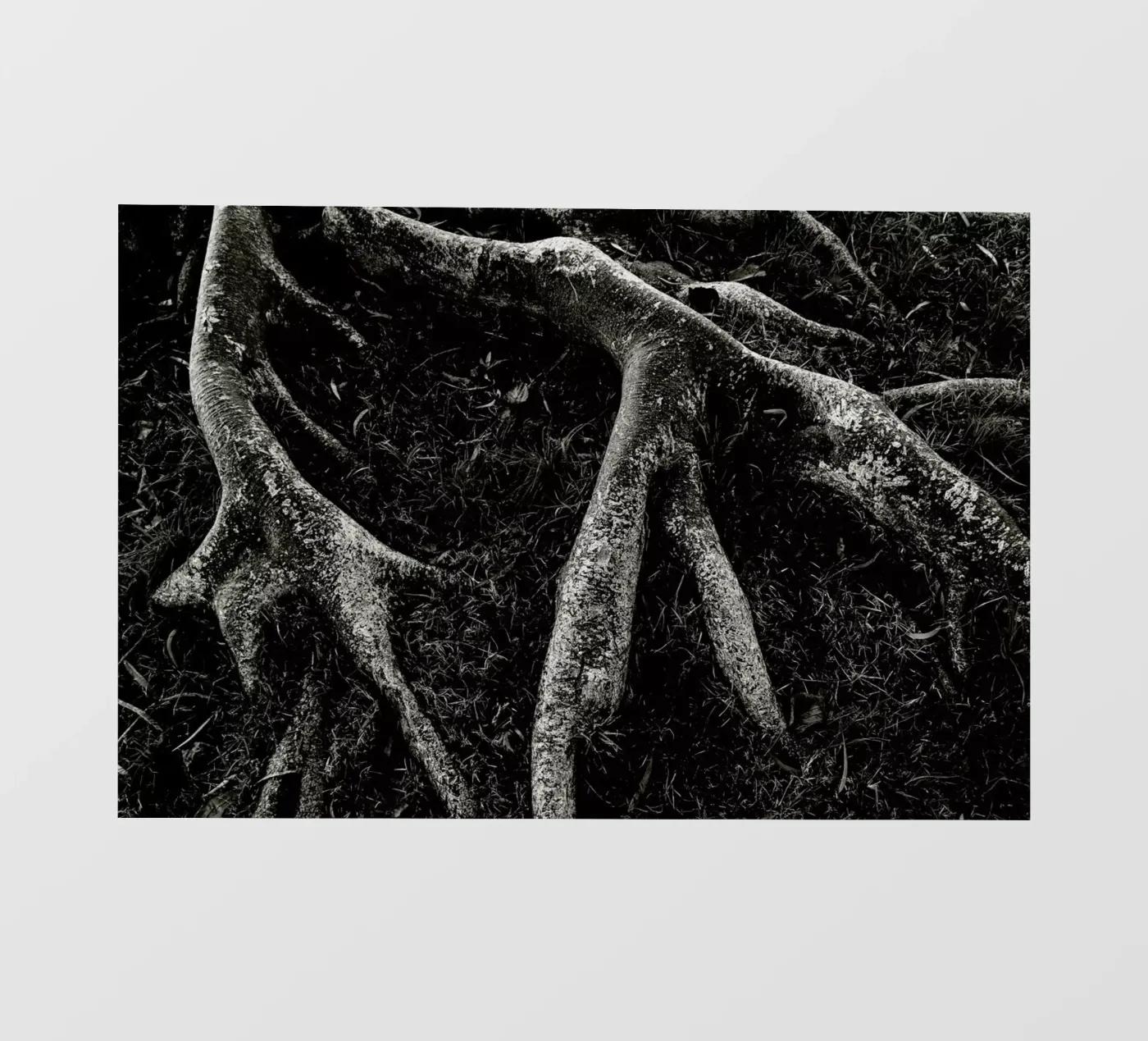 Roots II pellicola backlit da Tal Paz-Fridman