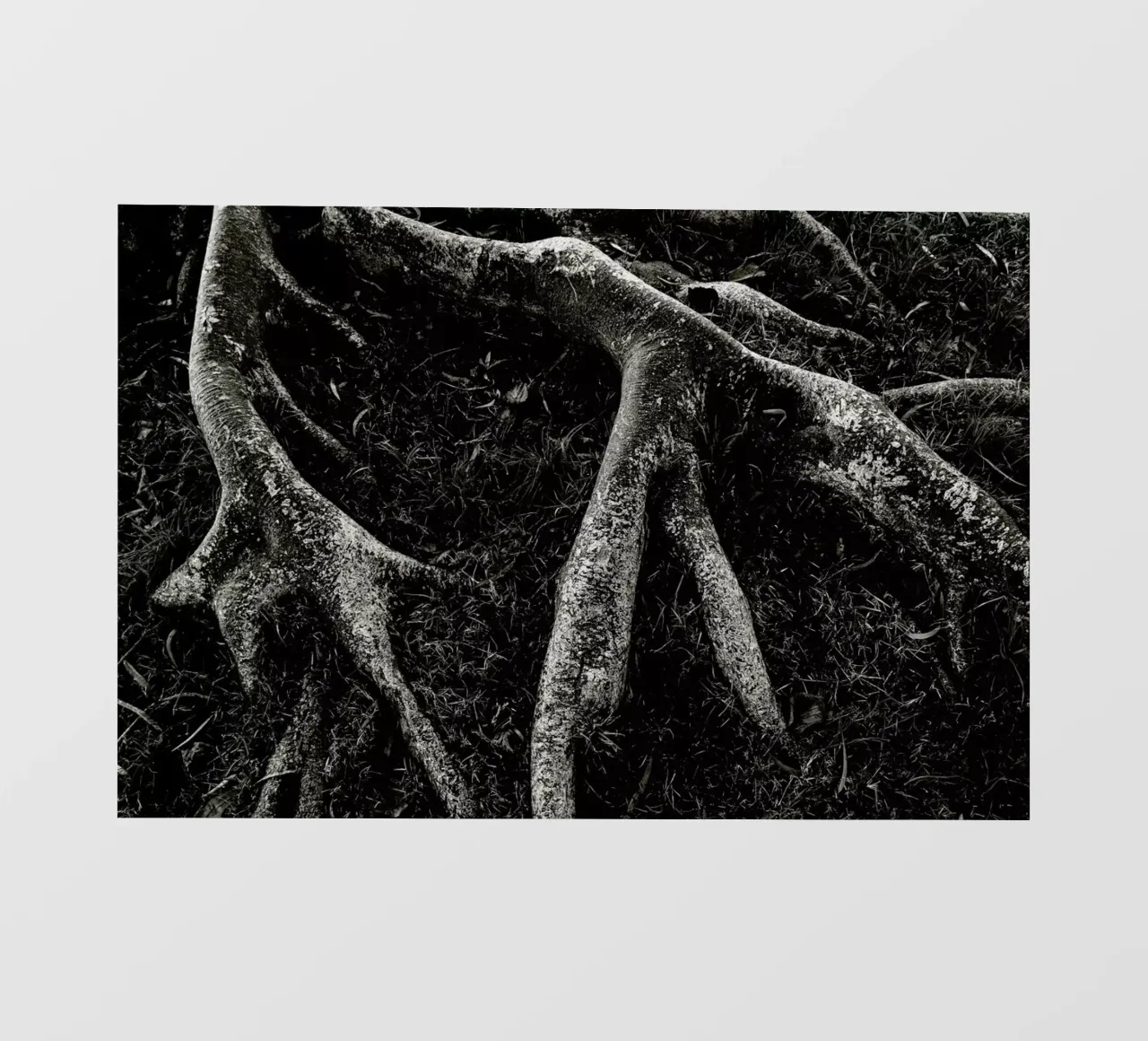 Roots II telo in pvc da Tal Paz-Fridman
