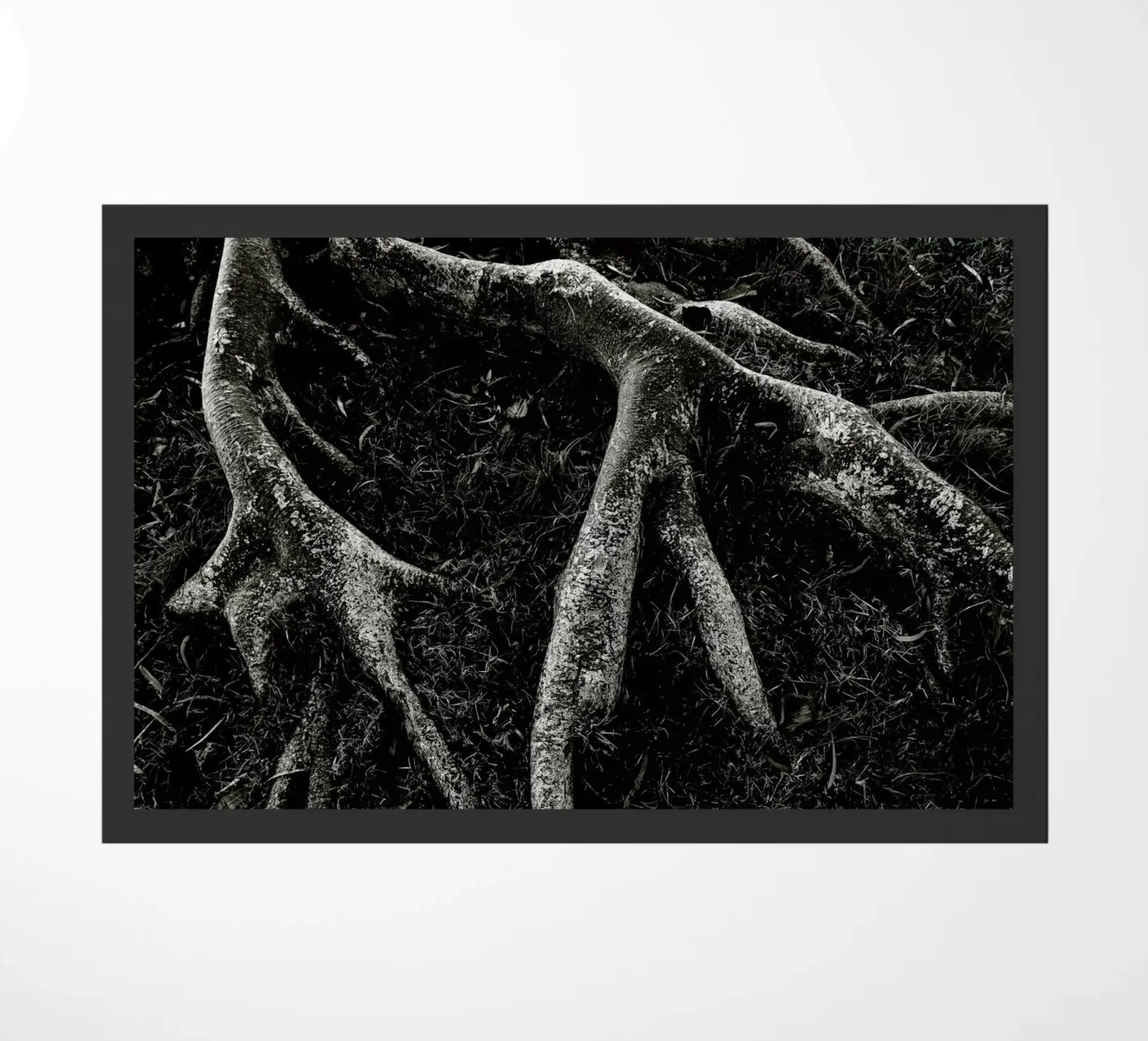 Roots II zerbino da Tal Paz-Fridman