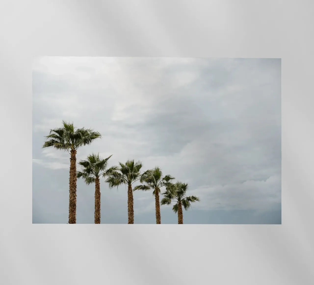 Palm trees in a row at the beach pellicola backlit da photolovers