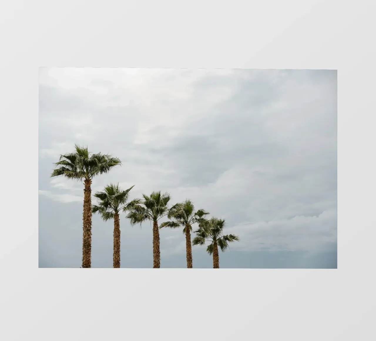 Palm trees in a row at the beach pellicola backlit da photolovers