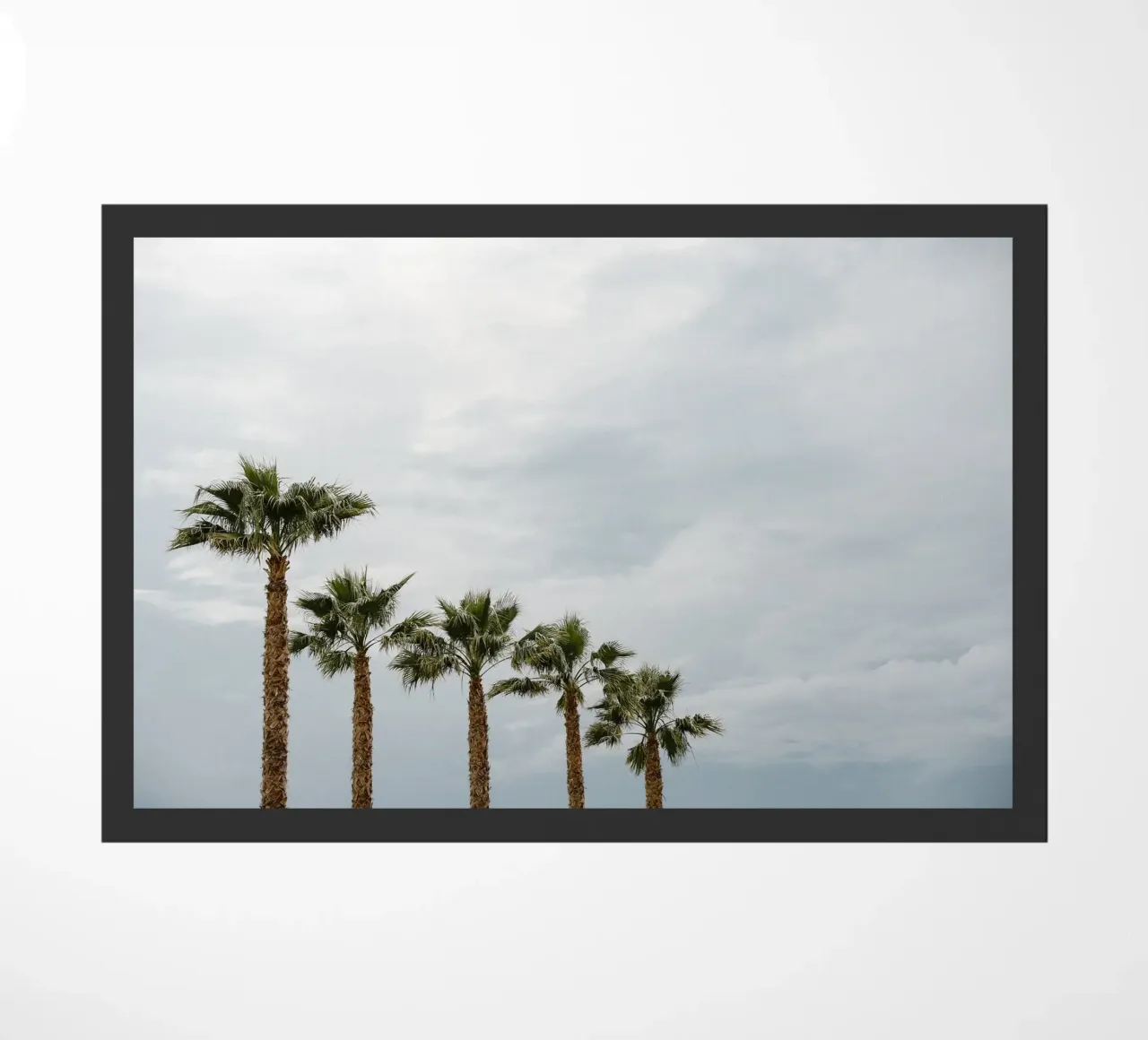 Palm trees in a row at the beach zerbino da photolovers