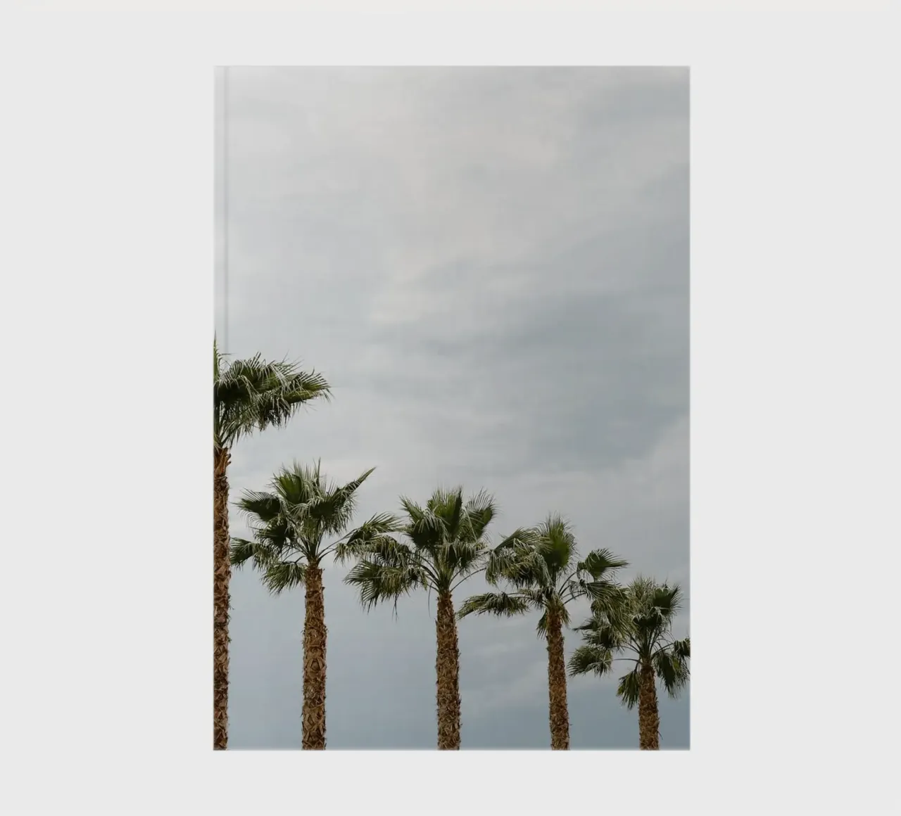Palm trees in a row at the beach notebook by photolovers