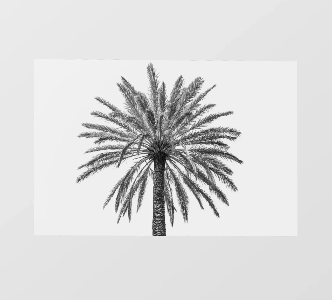 Palm tree in Italy telo in pvc da photolovers