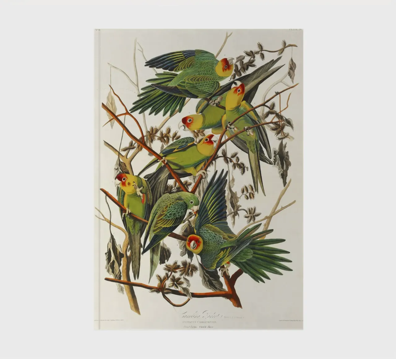 Carolina Parrot notebook by vintageshop