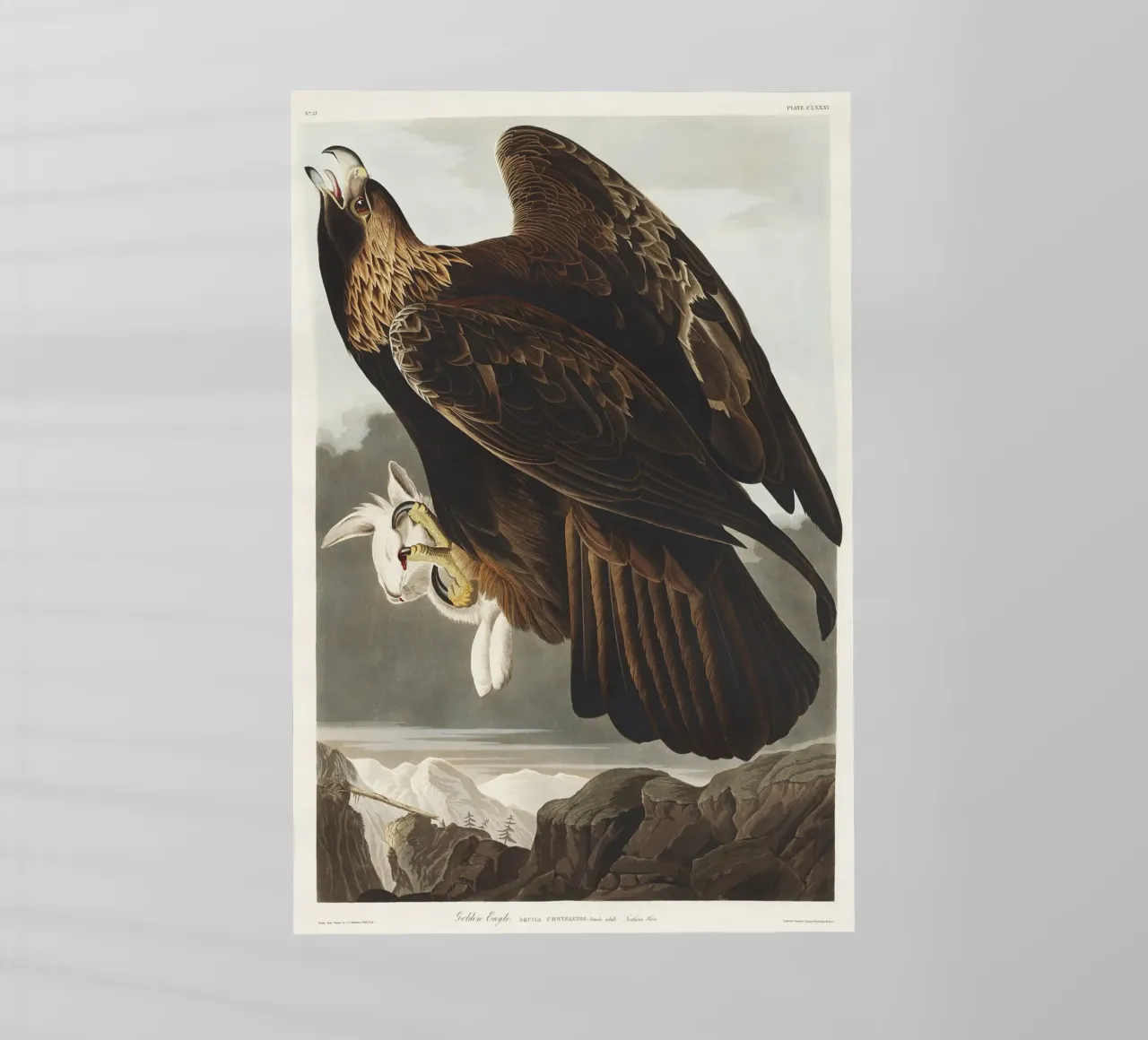 Golden Eagle pellicola backlit da vintageshop