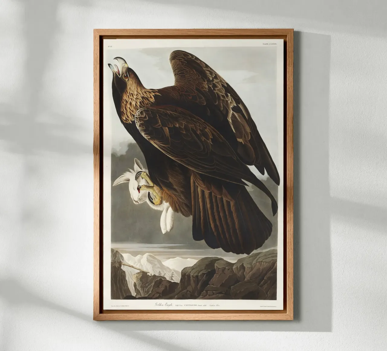 Golden Eagle alluminio dibond da vintageshop