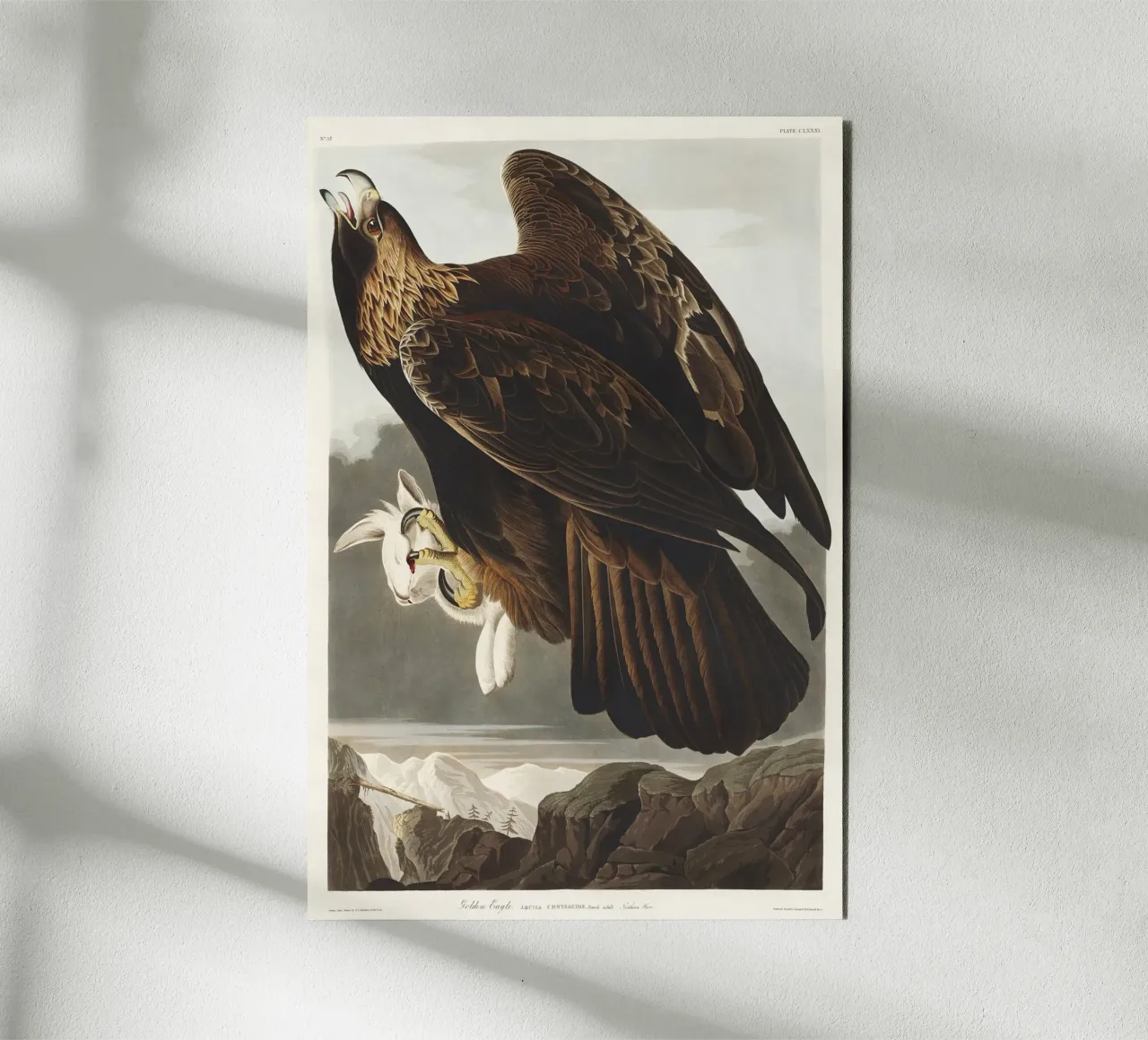 Golden Eagle alluminio dibond da vintageshop