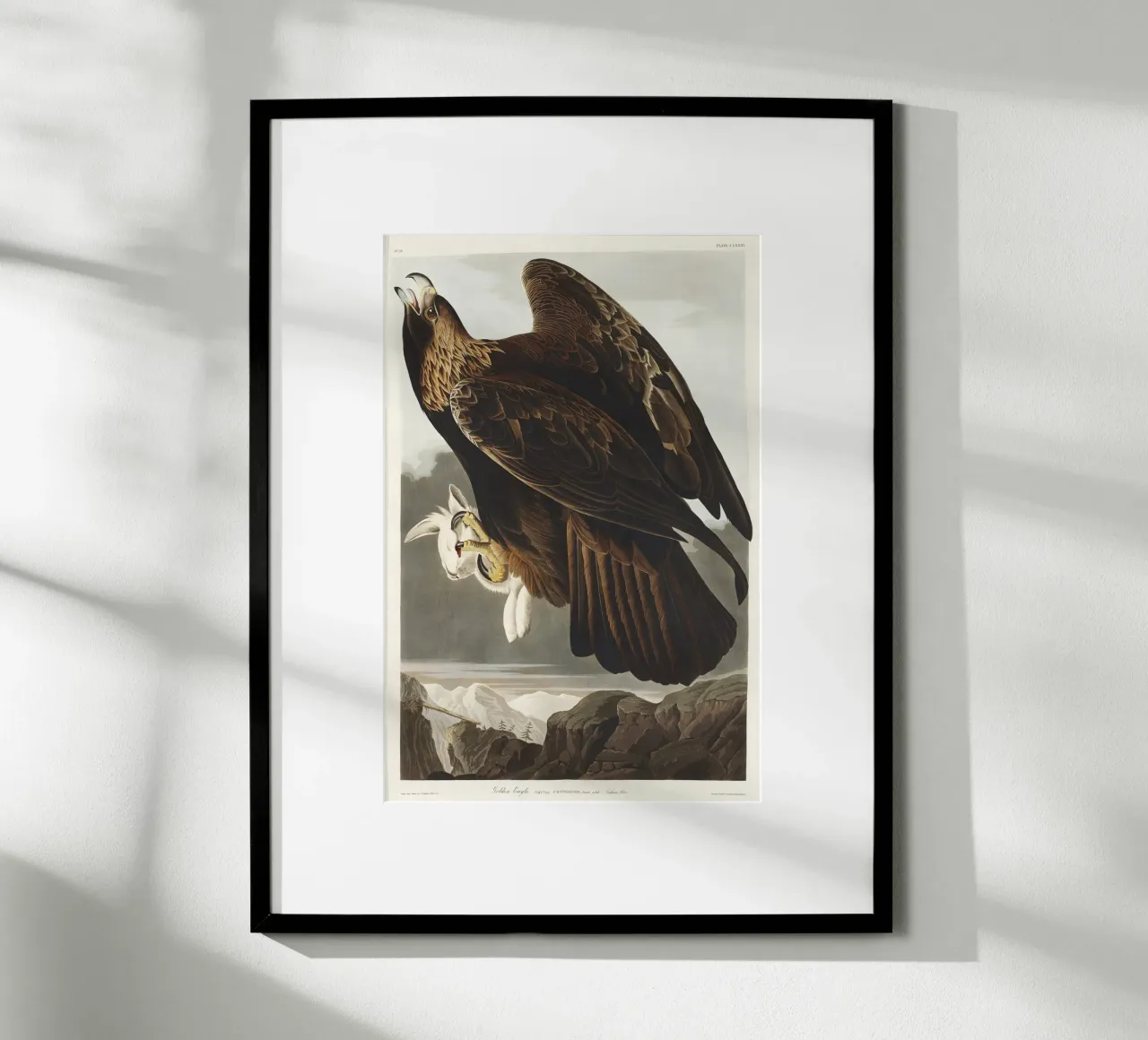 Golden Eagle carta hahnemühle da vintageshop